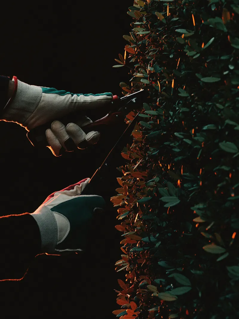 Gloved hands pruning a hedge, lit by a single orange light